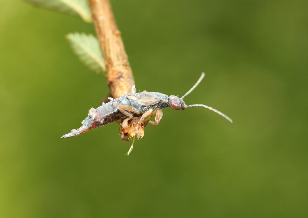 Predatore:Dermaptera sp.; larve:Coccinellidae e Neuroptera Chrysopidae